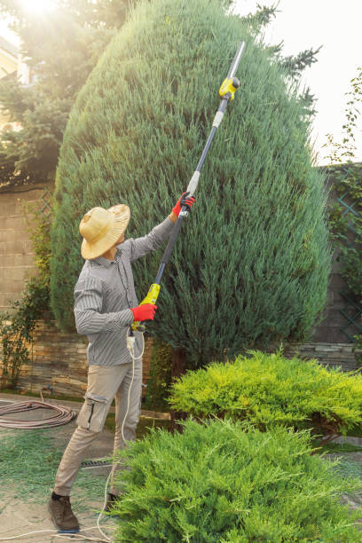 Professional Tree Removal and Landscaping Services in Auburndale, FL